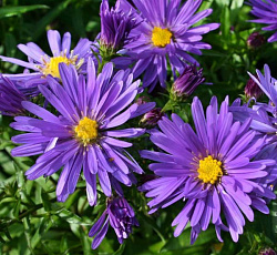 Астра (кустарниковая) - Блау Лагуне