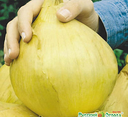 Лук Репчатый Русский размер