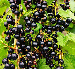 Смородина черная (перспективная) - Изюмная