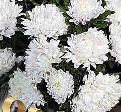 Астра китайская Май Леди Вайт