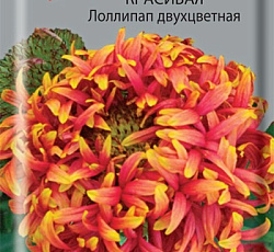 Гайлардия красивая Лоллипап двухцветная