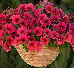 Петуния ампельная Изи Вейв Берри Велюр F1