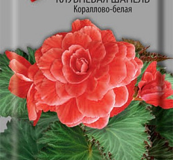 Бегония клубневая Шанель Кораллово-белая