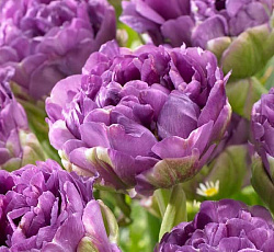 Тюльпан (Махровый поздний) - Блю Вау