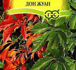 Виноград девичий пятилисточковый (партеноциссус) Дон Жуан