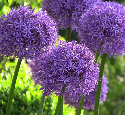 Лук декоративный - Глоубмастер