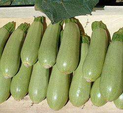 Кабачок Король рынка F1