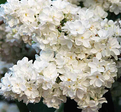 Сирень обыкновенная - Защитникам Бреста