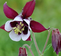 Аквилегия (обыкновенная) - Вилльям Гиннес