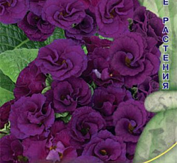 Примула махровая Розелла Парпл