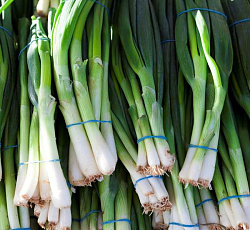 Лук батун Апрельский (на перо)