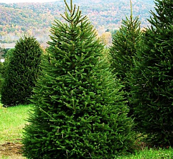 Ель обыкновенная Заповедные дали