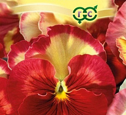 Виола Виттрока Малиновый восторг F1