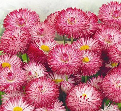 Маргаритка Весна розовая ранняя