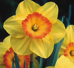 Нарцисс (крупнокорончатый) - Делибес