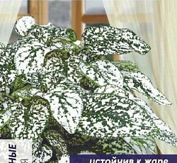 Гипоэстес Сплэш селект Вайт