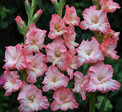 Гладиолус (гофрированный) - Пинк Раффлд