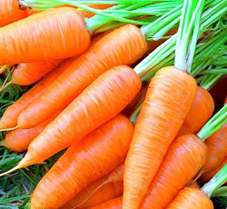Морковь Китайская красавица