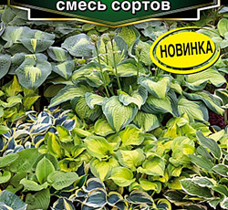Хоста гибридная Декоратор смесь сортов