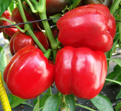 Перец сладкий Олимп F1