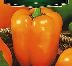 Перец сладкий Биг герл