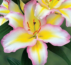 Лилия (восточная) - Капитан Триколор