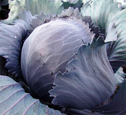 Капуста краснокочанная Сизая голубка