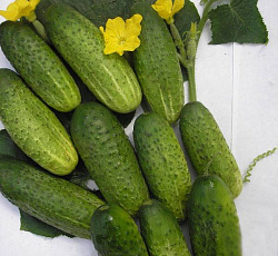 Огурец На засолку F1