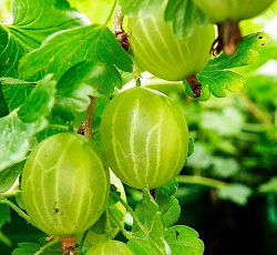 Крыжовник - Уральский изумруд