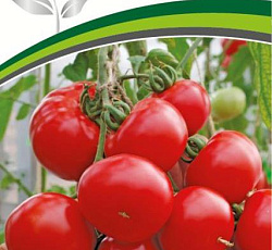 Томат Мирандалина F1