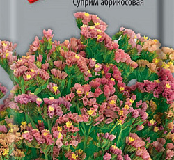 Статица Суприм абрикосовая