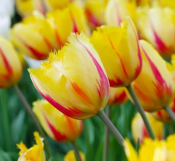 Тюльпан (Бахромчатый) - Фламенко