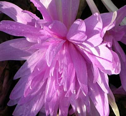 Безвременник (осенний) - Вотэрлили