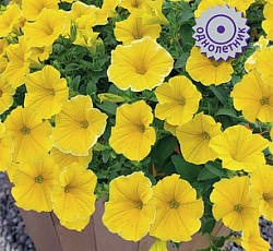 Петуния гибридная Пендолино Голден Еллоу
