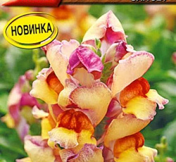 Львиный зев (Антирринум) Кракл энд поп сансет F1
