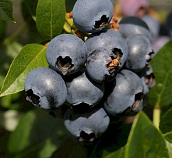 Голубика (высокорослая) - Патриот