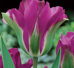 Тюльпан (Зеленоцветный) - Вайлет Бёрд