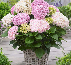 Гортензия (крупнолистная) - Доппио Нувола (Люкс)