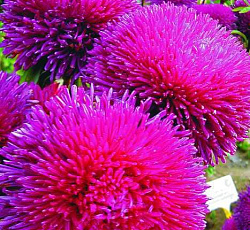 Астра Розовая II Русский размер