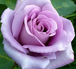 Роза (плетистая) - Клайминг Блю Мун