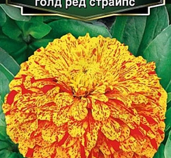 Цинния изящная Поп арт голд ред страйпс