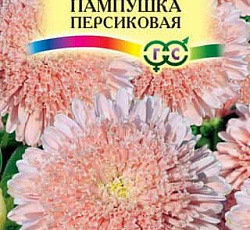 Астра Пампушка Персиковая