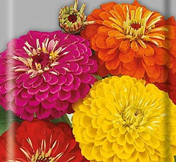 Цинния Гиганты Бенари смесь окрасок