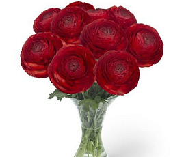 Лютик (гибридный) - Романс Гет Лаки