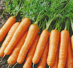 Морковь Балтимор F1