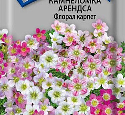 Камнеломка Арендса Флорал карпет