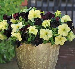 Петуния гибридная Софистика блекберри энд лайм грин