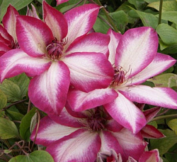 Клематис (крупноцветковый) - Пикоти (Люкс)