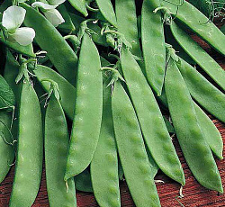 Горох Орегон шуга