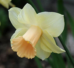 Нарцисс (Трубчатый) - Лорикит